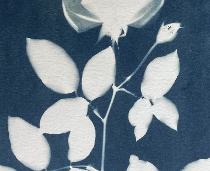 Gül Takıntısı / Obsessed with Roses