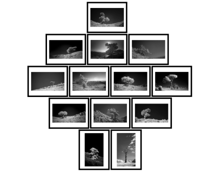 Toros’un Zamansız Ağaçları