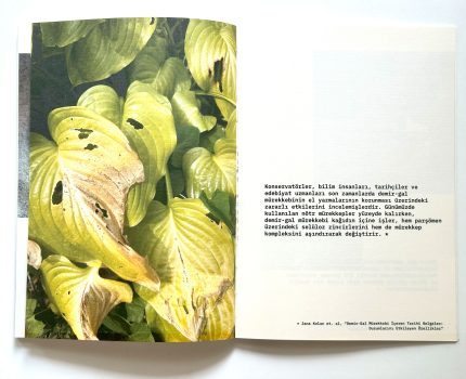 Nesiller Arası / Inter-lineage