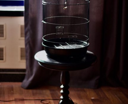 Tutsak / Trace of Freedom