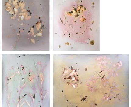 Caesalpinia gilliesii / Prunus cerasifera pissardi / Ruellia simplex / Campsis radicans