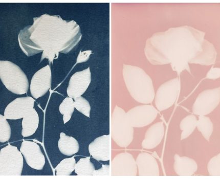 Gül Takıntısı / Obsessed with Roses