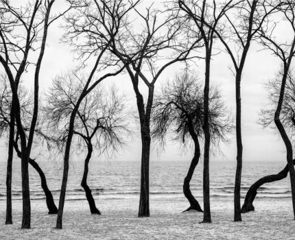 Deniz, Kumsal ve Ağaçlar